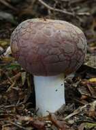 Image of Russula griseoviridis McNabb 1973