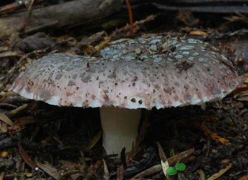 Image of Russula griseoviridis McNabb 1973