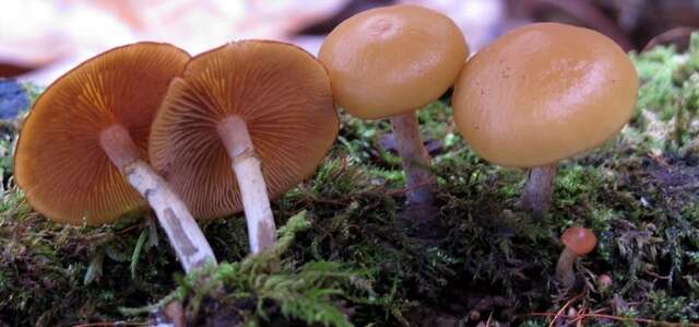 Image of Galerina