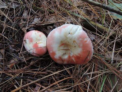 Image of Russula silvestris (Singer) Reumaux 1996