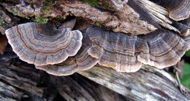 Image of Trametes