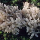 Image de Sebacina sparassoidea (Lloyd) P. Roberts 2003