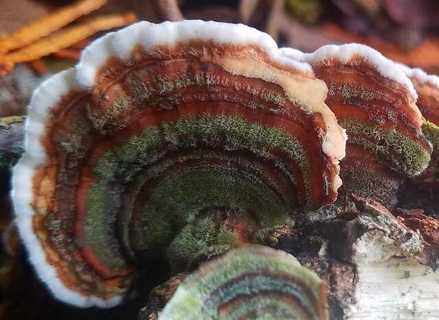 Image of Trametes