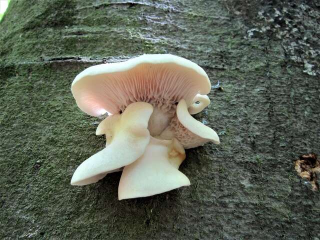 Image of Pleurotus