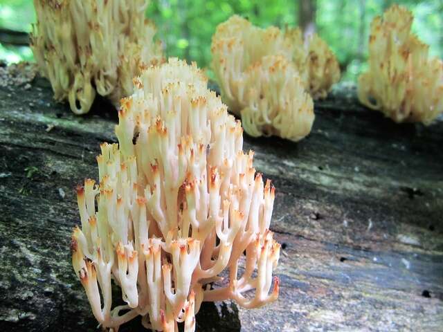 Image of Auriscalpiaceae