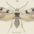 Image of Scythris niphozela Meyrick 1931