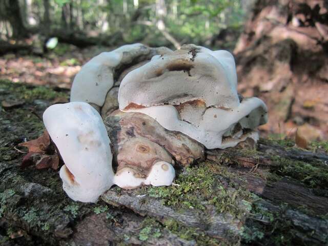 Image of Ganoderma