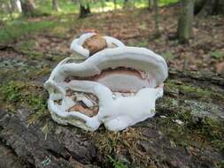 Image of Ganoderma