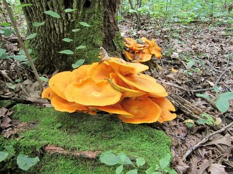 Image of Omphalotus