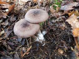 Image of Entoloma violaceum Murrill 1917