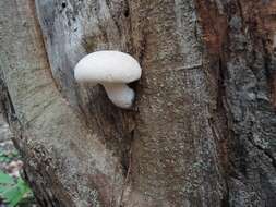 Image of Pleurotus