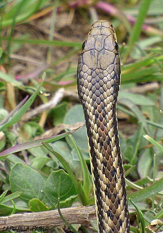 Image of Arrow Ground Snake