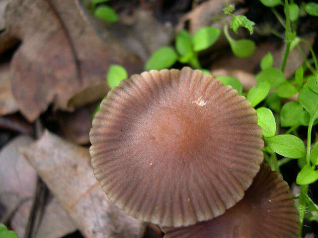 Image de Psathyrella