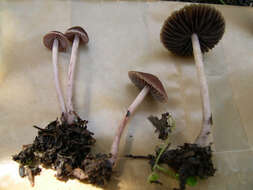 Image de Psathyrella