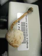 Image of Cystolepiota petasiformis (Murrill) Vellinga 2006