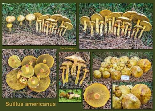 Image of Suillus americanus (Peck) Snell 1944