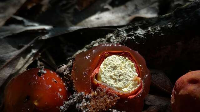 Слика од Calostomataceae