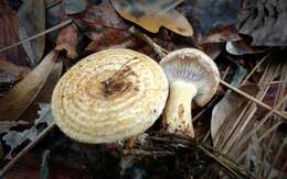 Image of Lactarius repraesentaneus Britzelm. 1885