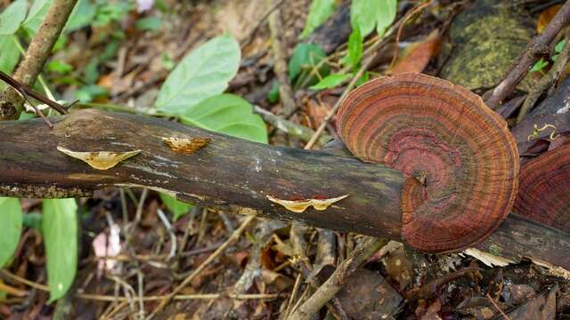 Image of Trametes