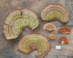 Image of Trametes