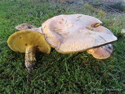 Image of Suillus caerulescens A. H. Sm. & Thiers 1964