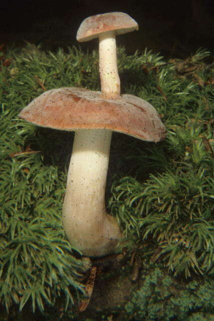 Image of Russula mariae Peck 1919