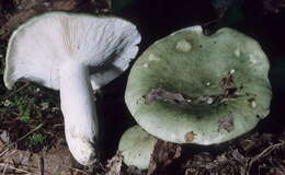 Image of <i>Russula variata</i>