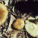 Image of Russula granulata Peck 1901