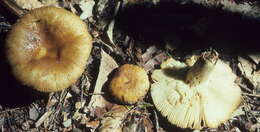 Image of Russula granulata Peck 1901