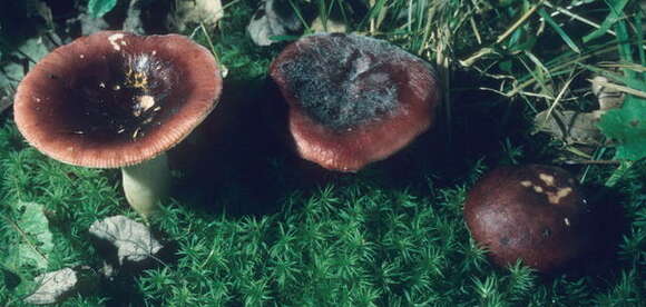 Image of Russula vinacea Burl. 1915