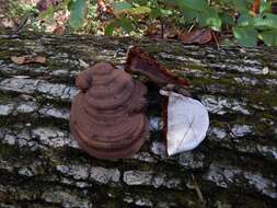 Image of Ganoderma