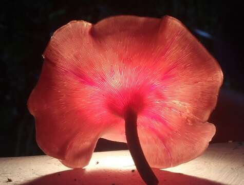 Image of Marasmiaceae