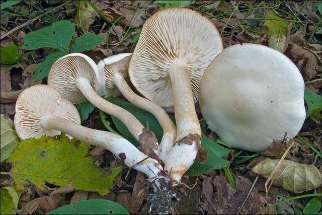 Image of Tricholoma lascivum (Fr.) Gillet 1874