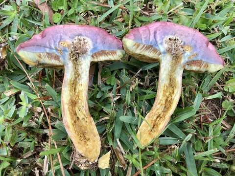 Image of Boletus patrioticus T. J. Baroni, Bessette & Roody 1998