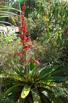 Image of Vriesea elata (Baker) L. B. Sm.