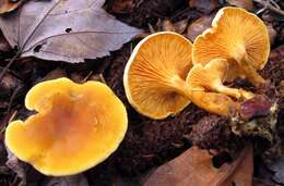 صورة Hygrophoropsidaceae