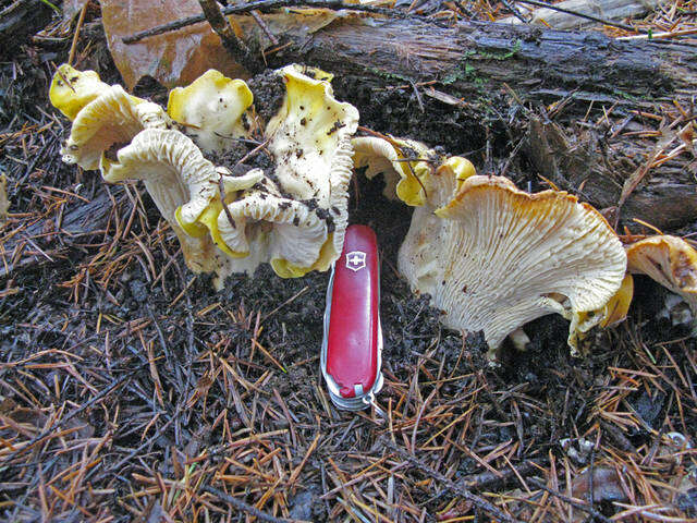 Image of Cantharellus cascadensis Dunham, O'Dell & R. Molina 2003