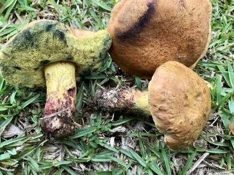 Image of Boletus luridellus (Murrill) Murrill 1938