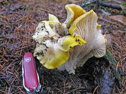 Image of Cantharellus cascadensis Dunham, O'Dell & R. Molina 2003