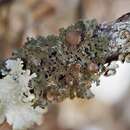 Image of Fendler's tuckermannopsis lichen