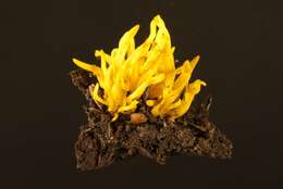 Clavulinopsis resmi