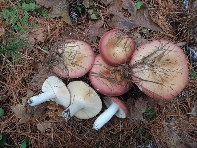 Image of Russula vinosa Lindblad 1901