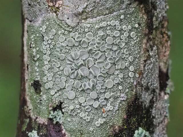 Image of Frosty saucer lichen