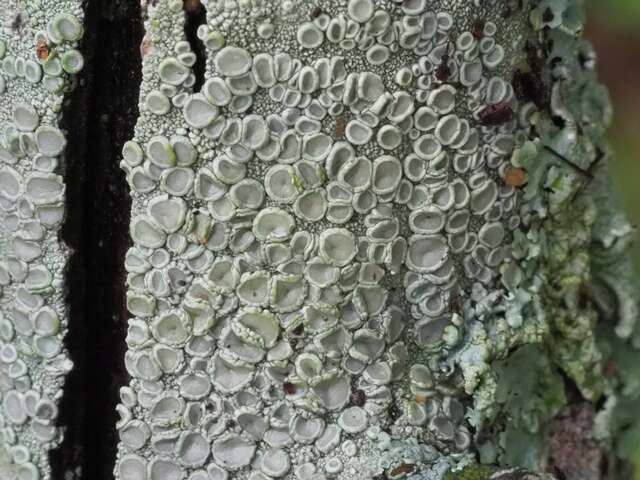 Image of Frosty saucer lichen