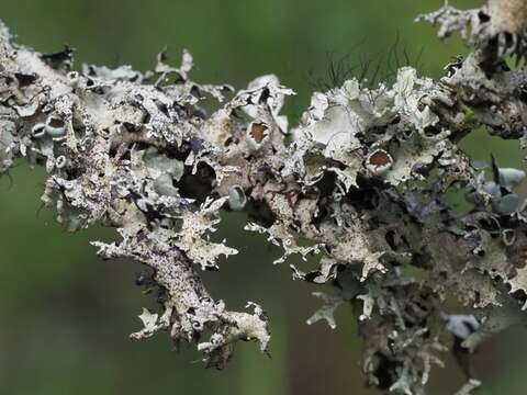 Image of Michaux's parmotrema lichen
