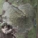 Image of Louisiana rim lichen