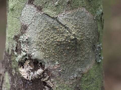 Слика од Lecanora louisianae B. de Lesd.