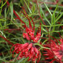 Image of Grevillea acropogon R. O. Makinson