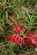 Plancia ëd Grevillea acropogon R. O. Makinson