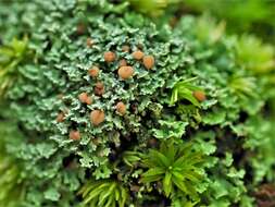 Image of cup lichen